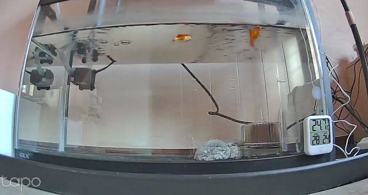 金魚の朝ごはん。今日から一日三回。二匹とも水面へ。