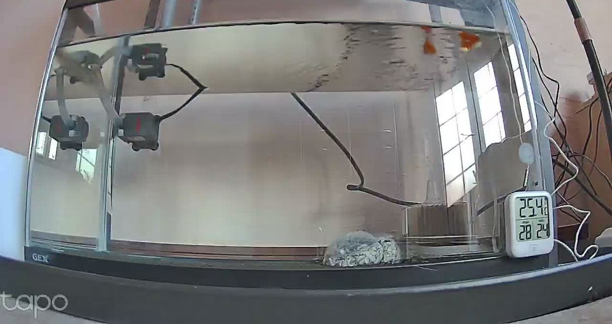 金魚の朝ごはん。三食の二日目、二匹とも水面へ。