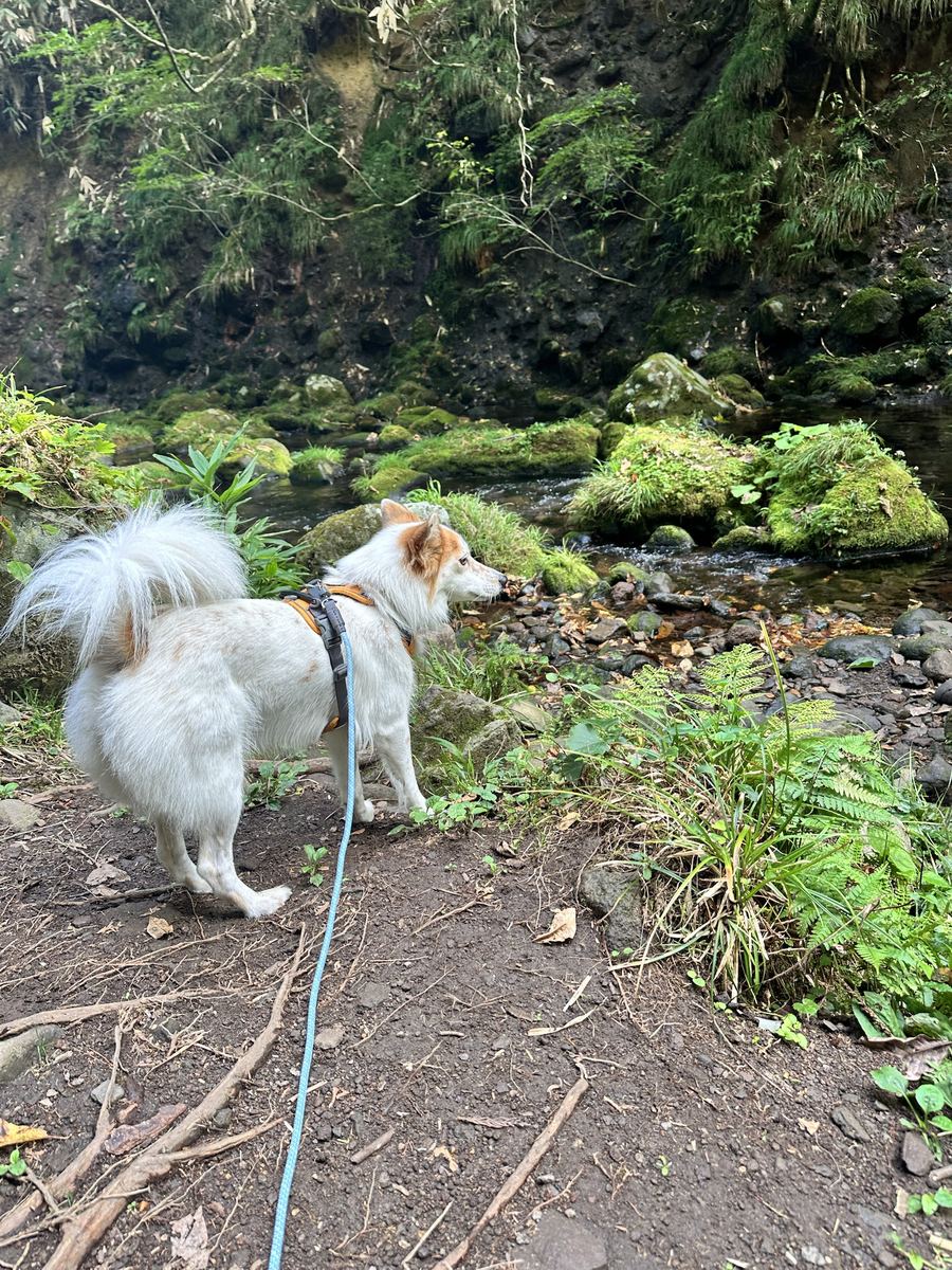 苔の滝。水が簾みたいに落ちる前で、川面をじっと見とる。