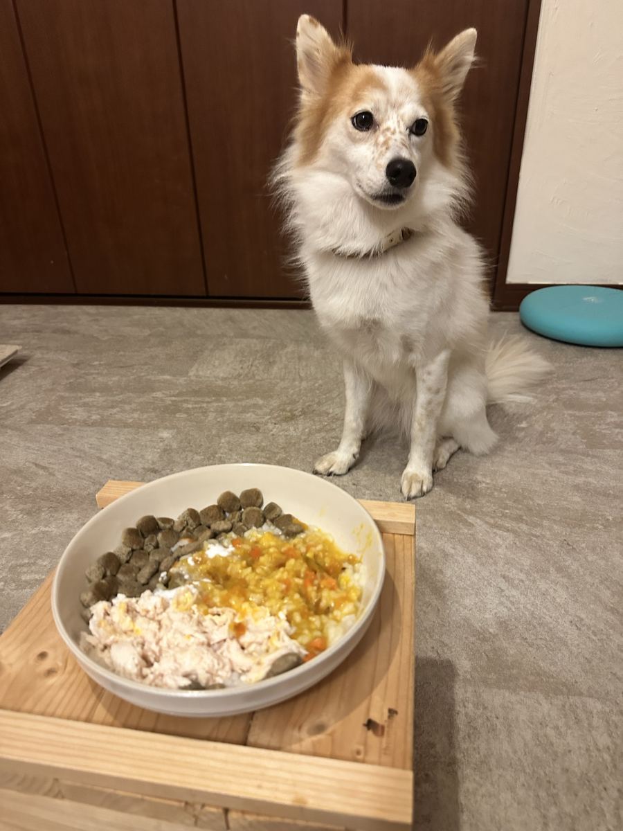 待て。耳ぴん、目まっすぐ。