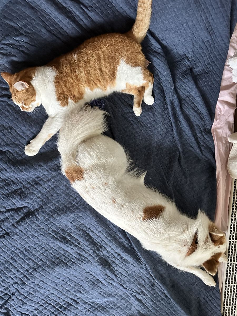 実家。猫と犬が同じ布団で、同じ方向に脱力しとる。