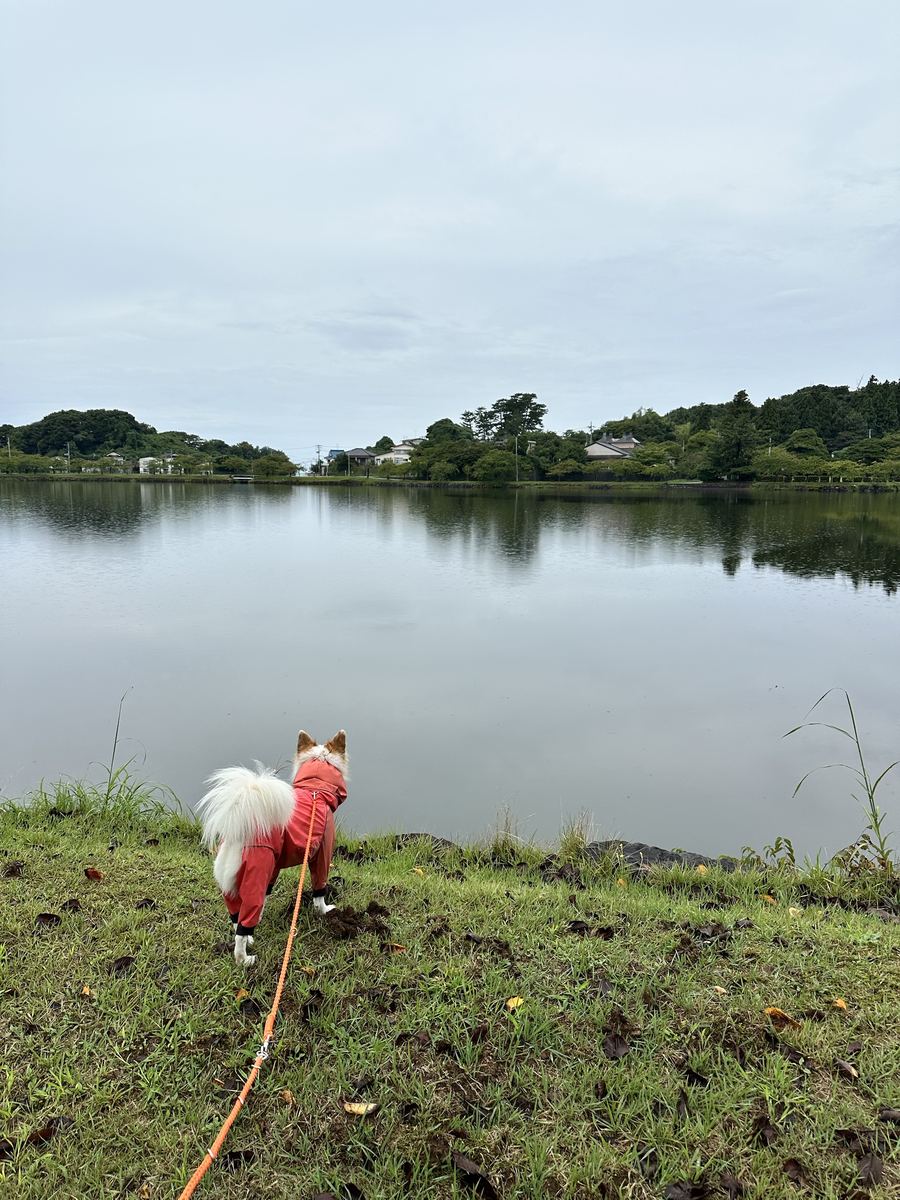 雨の切れ間に池。曇りの水面は鏡になって、向こう岸の木がぜんぶ映る。