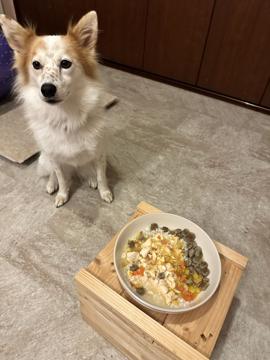 まっすぐこっちを見る待て顔。おじやの最後の一皿。明日から新しい皿。