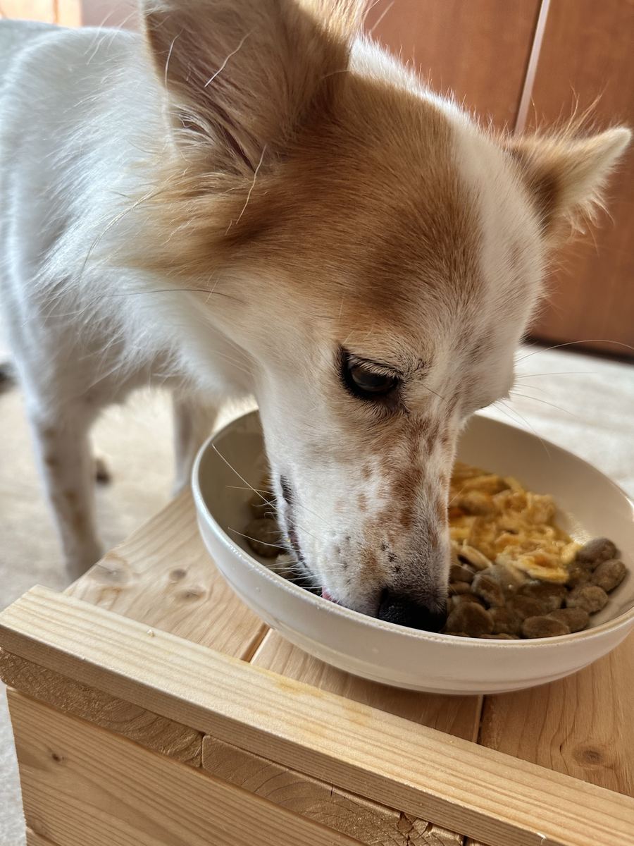 新しい皿の初日。長めにふやかしたら、カリカリから先に食べた。