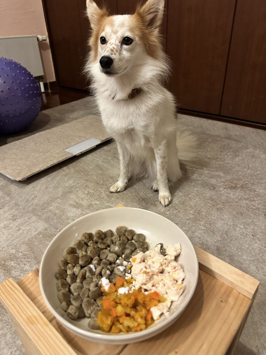 新しい皿の夜の初回。まっすぐ座って待つ。皿はツルツルになった。