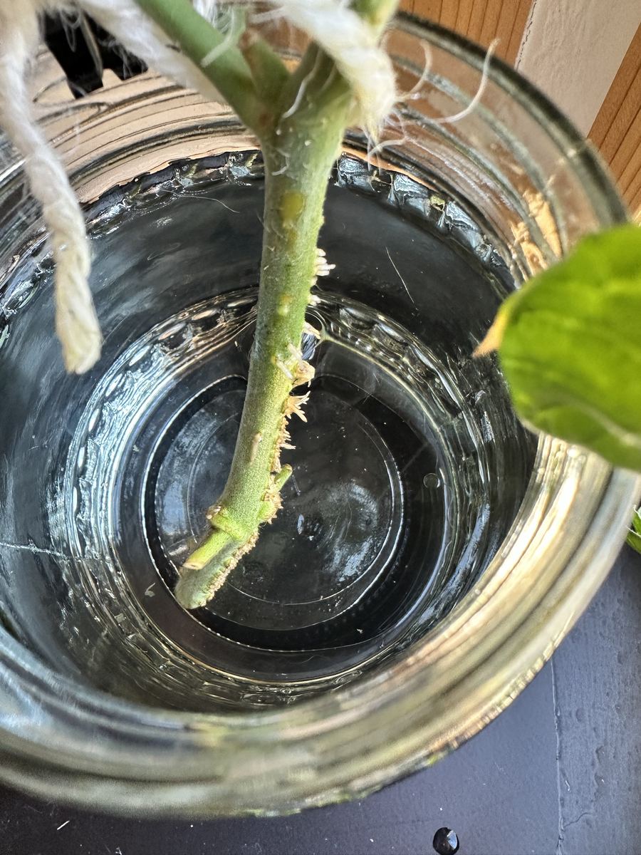 三代目、八日目。水の中の茎に白いヒゲがびっしり。実と花を下ろして、身軽になった。