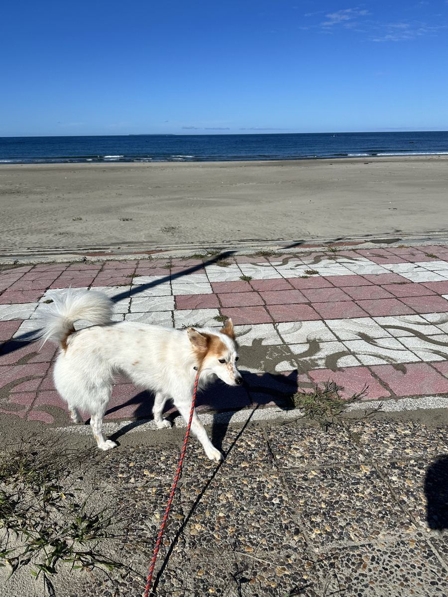 車を向こうに置いてきたから、今朝は歩いて隣の家まで。青い海を横目に27分、元気の数字は126で最高記録をまた更新した。