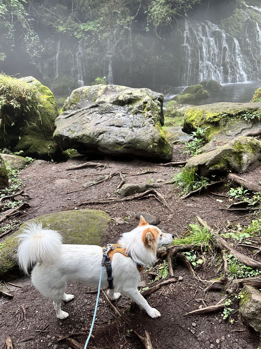 午後、雨が上がって快晴。滝の前で足を止めて、水の落ちる方をじっと見とった。苔の岩の緑が濃い。