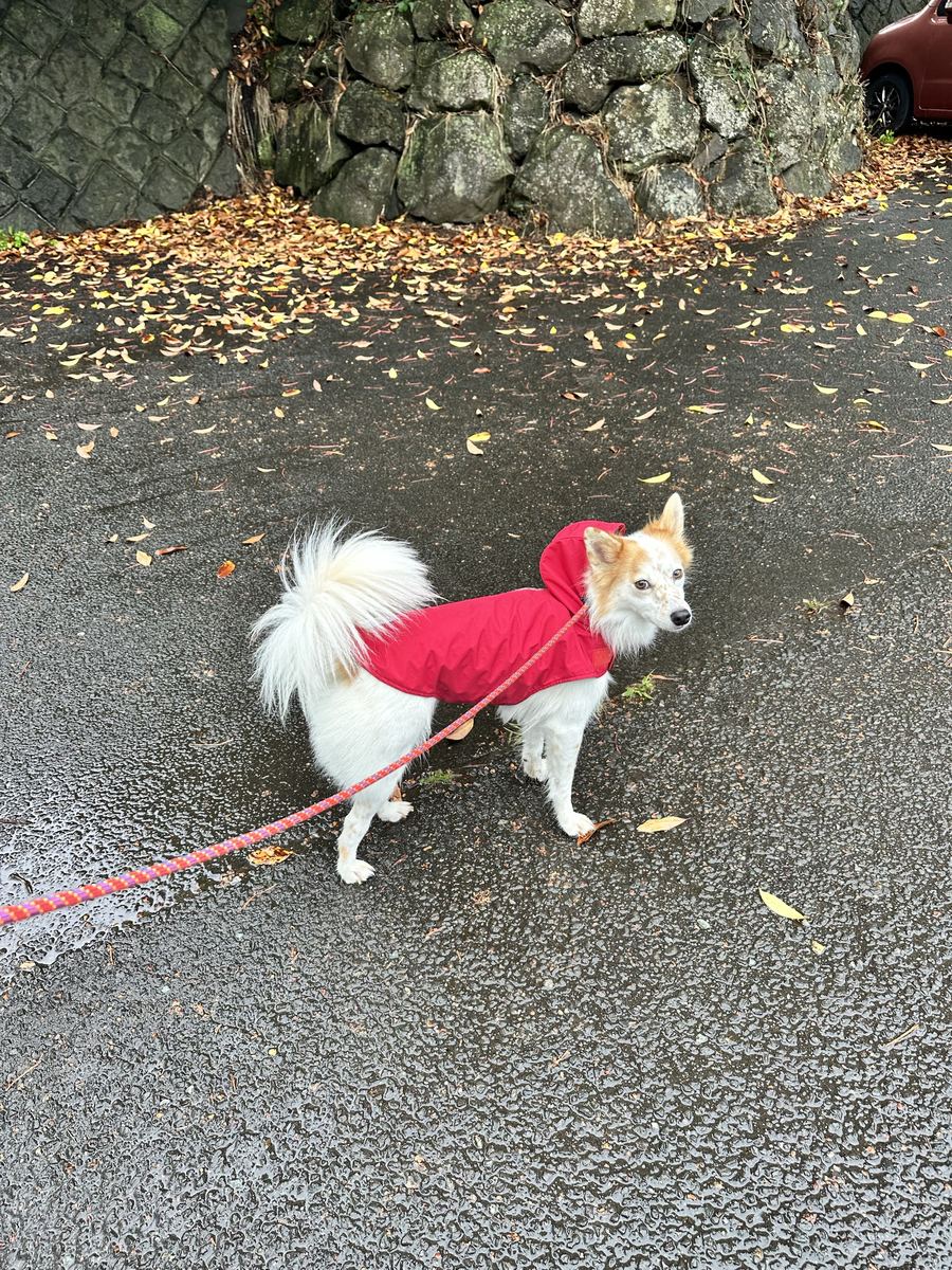 雨の合間を狙うたら大雨に変わった。用件だけ済ませる三メートルの散歩。赤いレインコートが濡れた道によう映える。