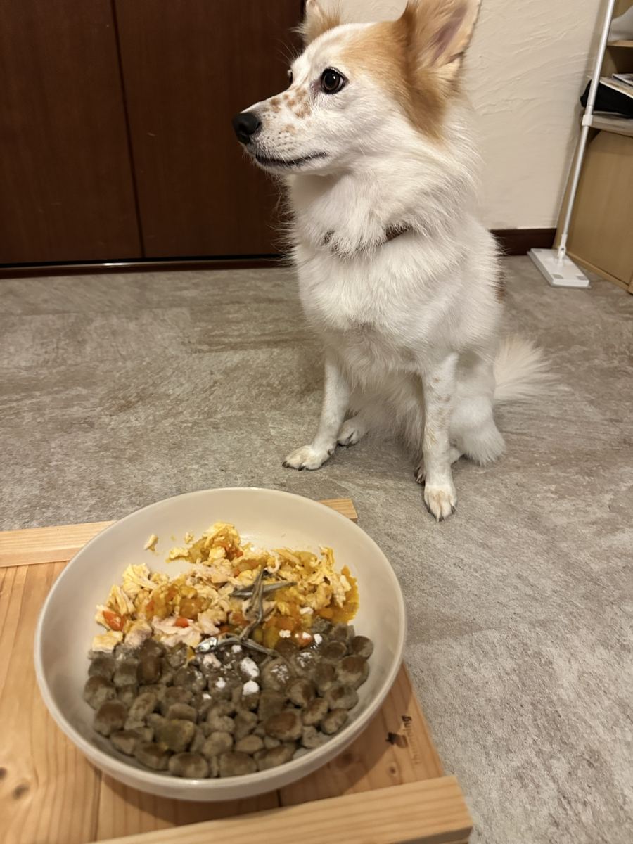 ゆうべの腹の揺れは一日で戻った。今夜も横顔の待てから、皿はつるつるになった。