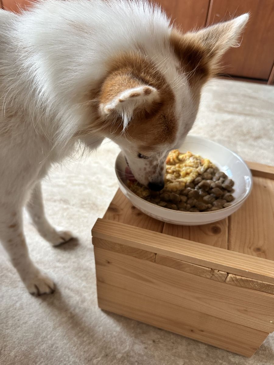 ごはんを前に、視線だけそっと外す待て。我慢がぜんぶ耳に出とる。皿はつるつる。長かったお腹の章が、今日きれいに閉じた。