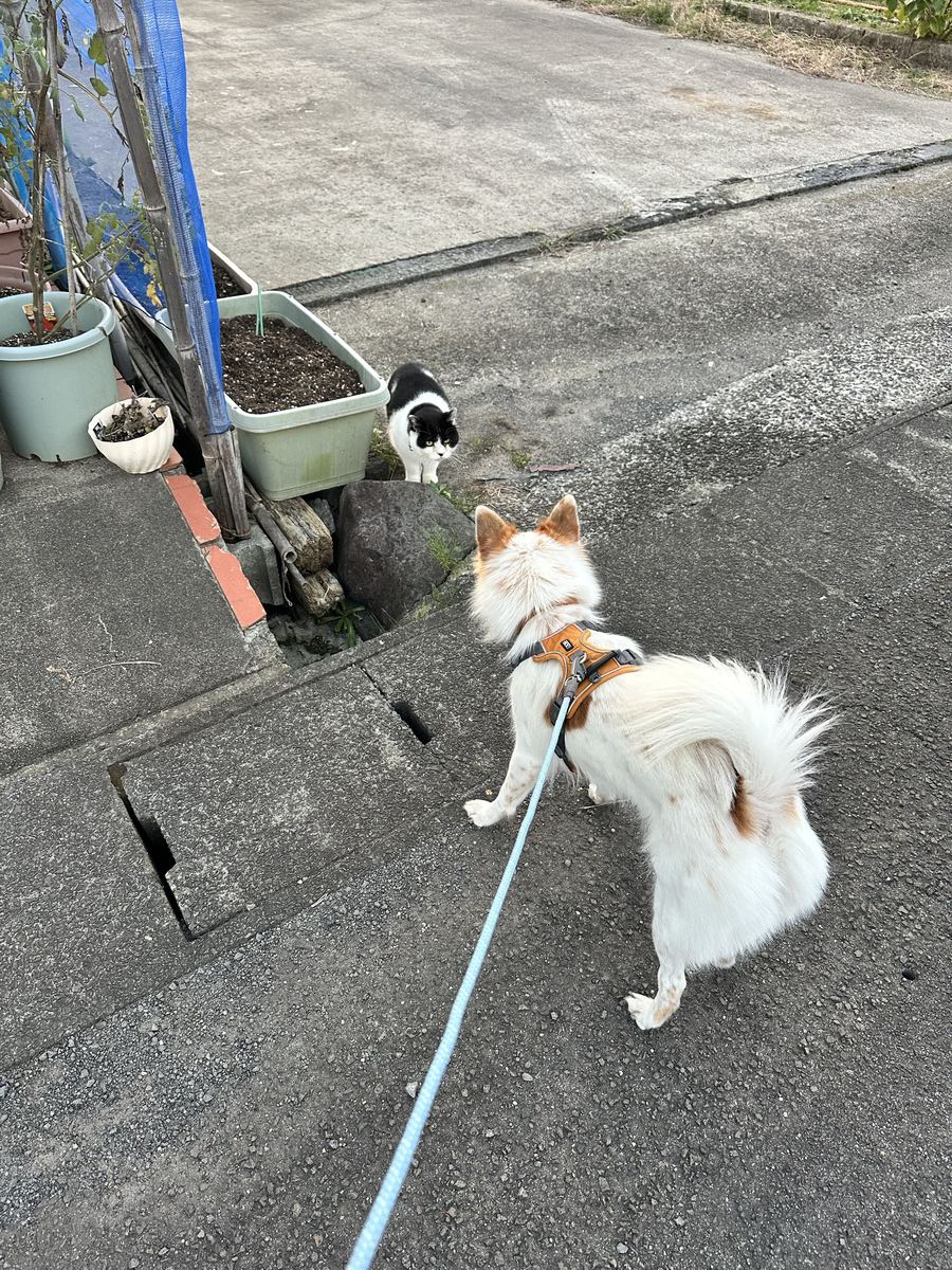 夕方の道で、逃げん猫に会うた。狼の血ぃ引いとる子のほうが、腰が半分引けとった。