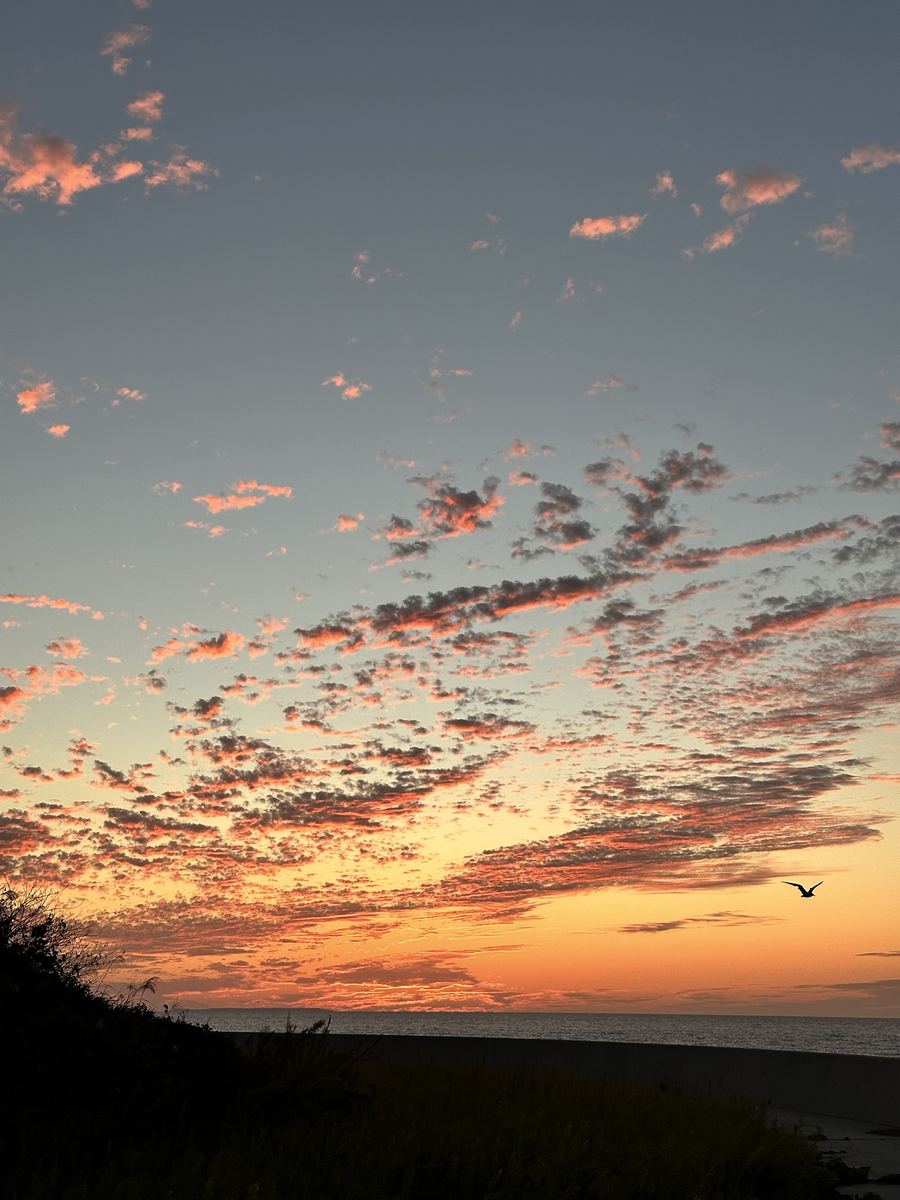 海の上のうろこ雲がぜんぶ桃色に燃えて、右の端を鳥が一羽よぎった。