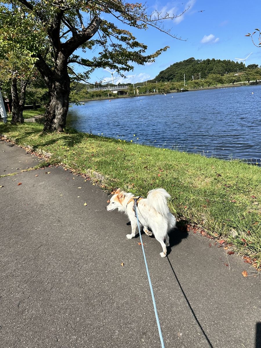 朝の曇りは、散歩の時間にはきれいに片付いとった。池のふちの桜はもう赤い葉を落としはじめて、風車の下で、しっぽが白く巻いとる。
