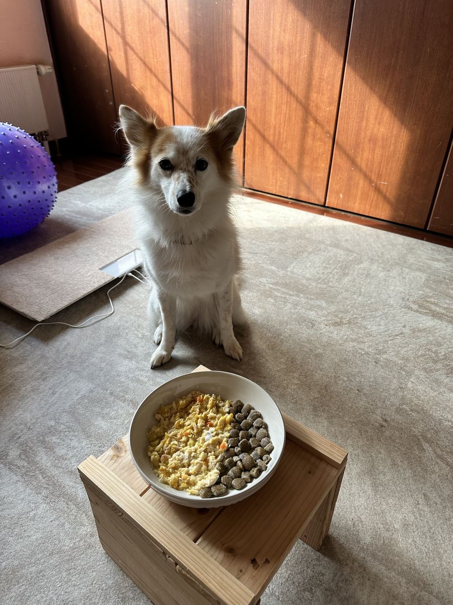 朝日の縞の前で、待て。耳はぴんと、目は「まだ？」。