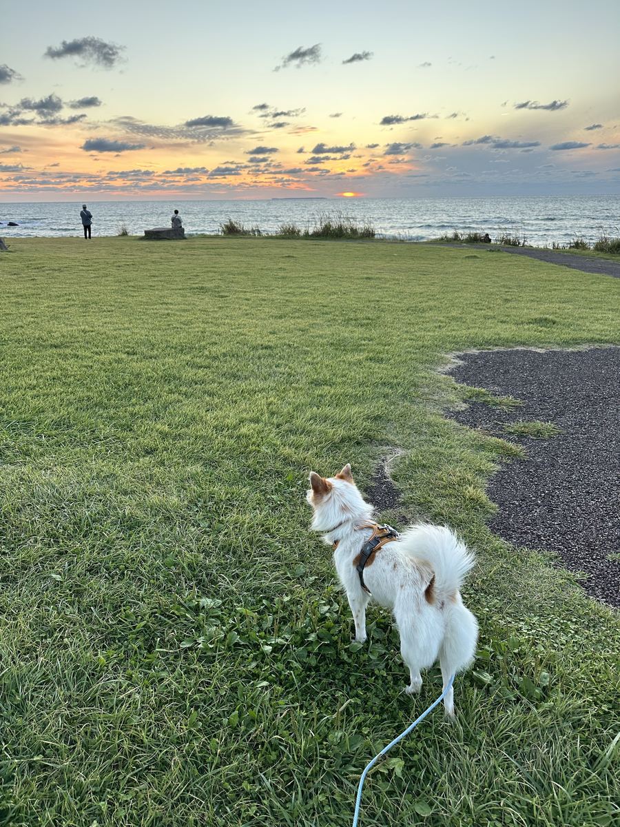 芝生の端で、お日さんが海にちょうど触れるとこ。夕日を見に来た人がぽつぽつと、しっぽの子が一匹。