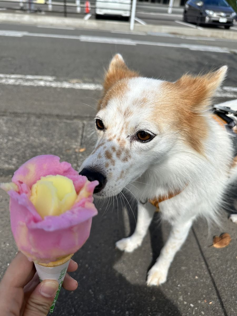 花の形のアイスに、そばかすの鼻がぎりぎりまで近づく。あげへんで。