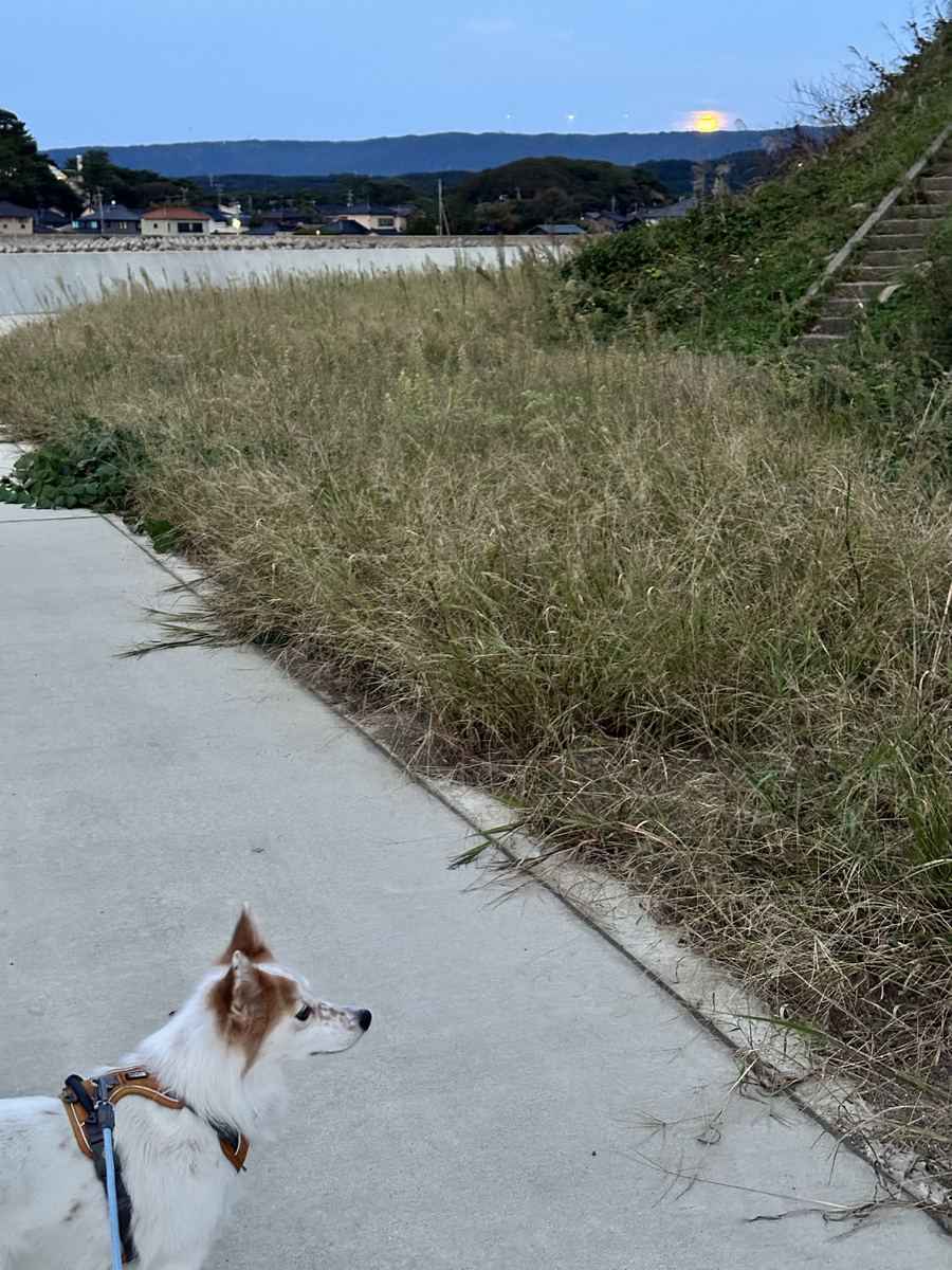 月ちゃんが道の先を見とって、その向こうの山の上に月が昇っとる。月と月が、同じ一枚におった。