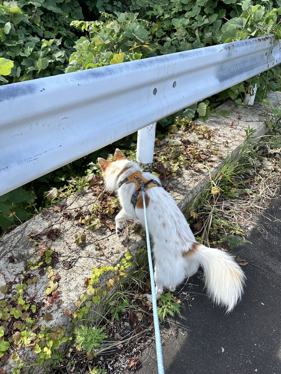 朝の散歩。藪の奥に何かおるらしい。前足をかけて、ずっと覗いとった。