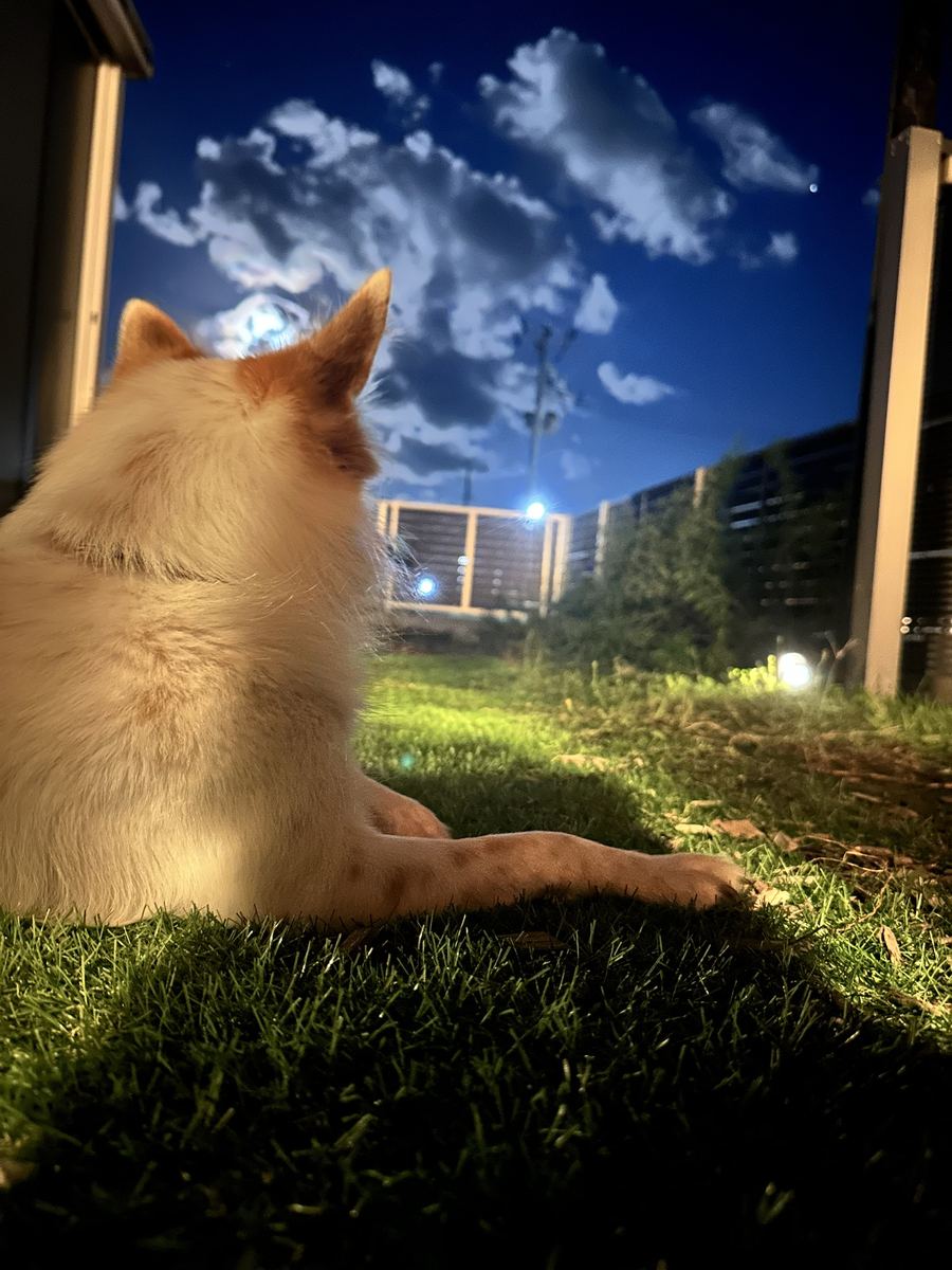 庭の芝生で月見。左耳のすぐ上に、月がひとつ乗っかっとった。