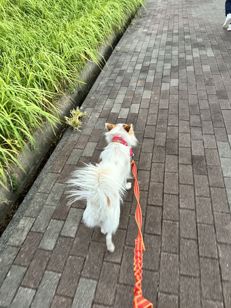 夕方のレンガ道。ピンクの首輪と橙のリード、しっぽはふさふさ。