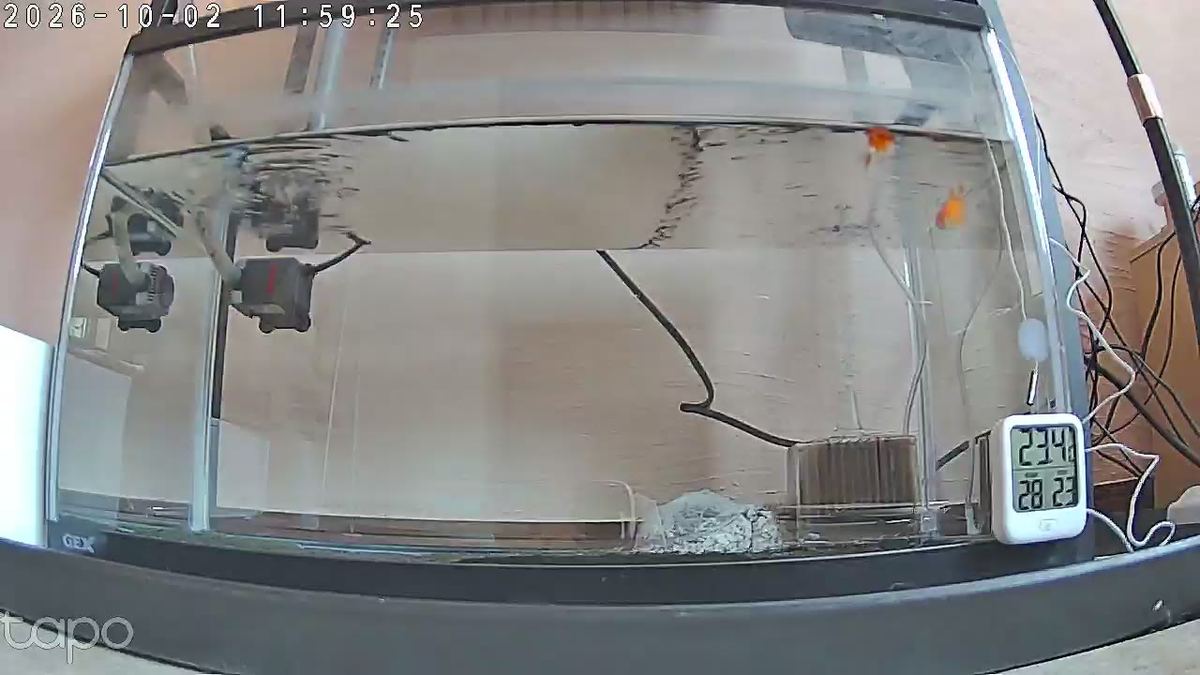 金魚の昼ごはん。二匹とも水面に寄ってきた。水がちょっと秋の温度になってきた。