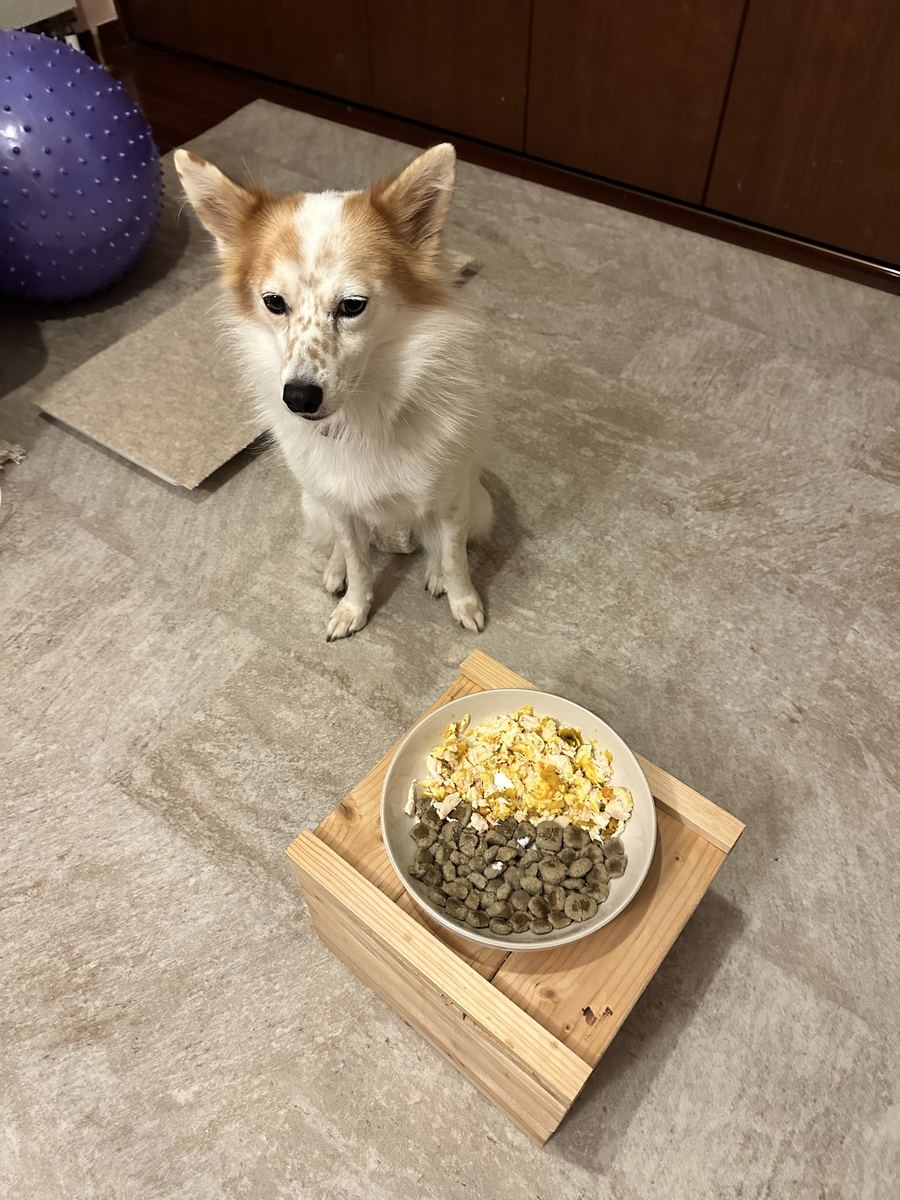 卵と鶏とカリカリ。お座りして、目は「まだ？」。