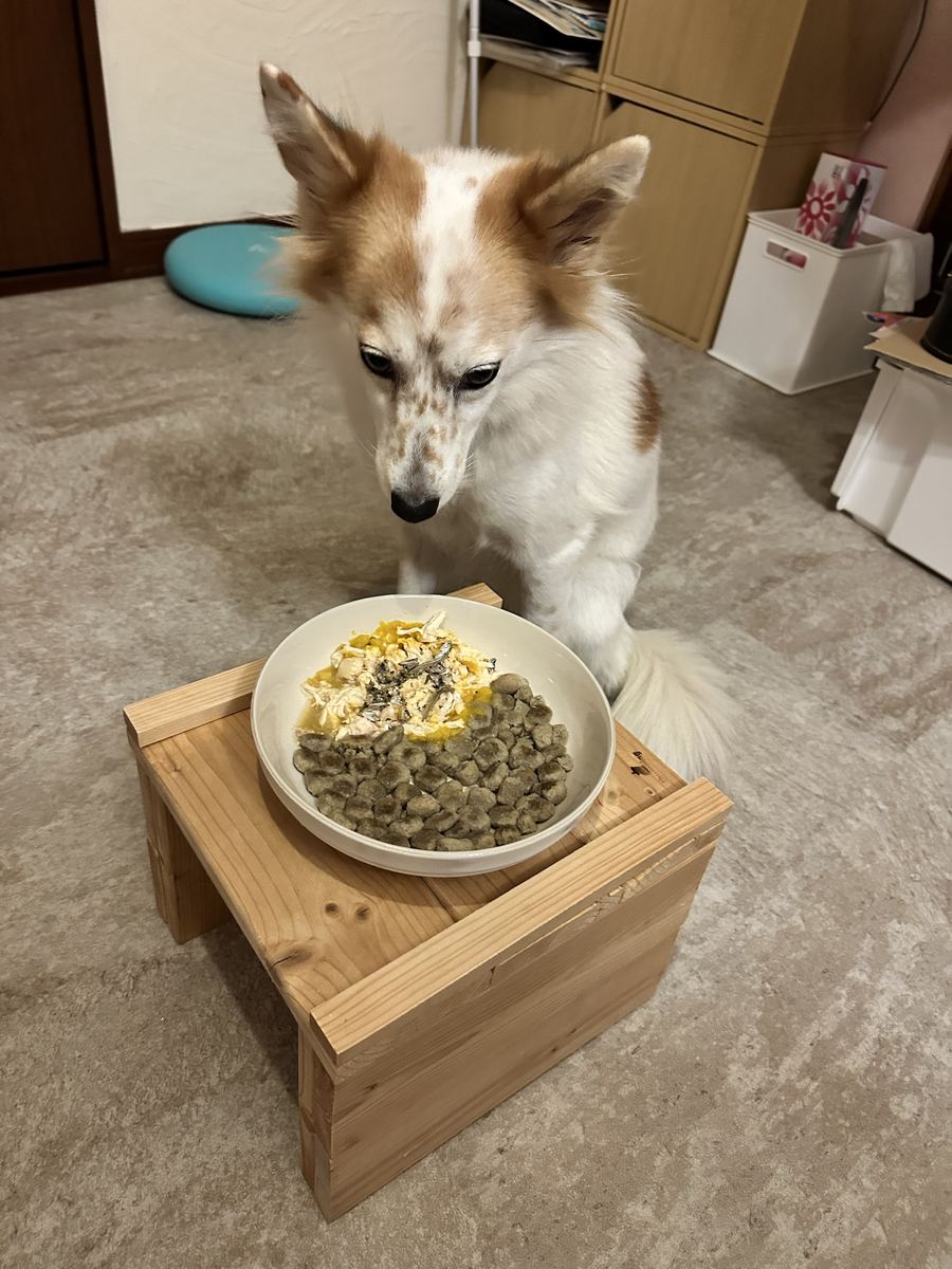 鶏と小魚とカリカリ。お座りして、目が釘付け。
