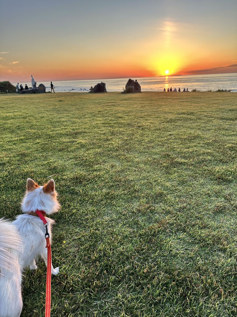 しっぽを立てて、夕日をまっすぐ見とった。