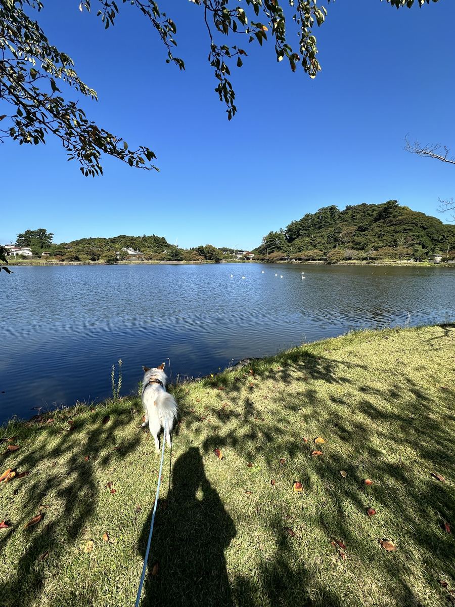 湖に、もう白鳥が来とった。月ちゃんはじっと見とる。足元に、うちの人の影。