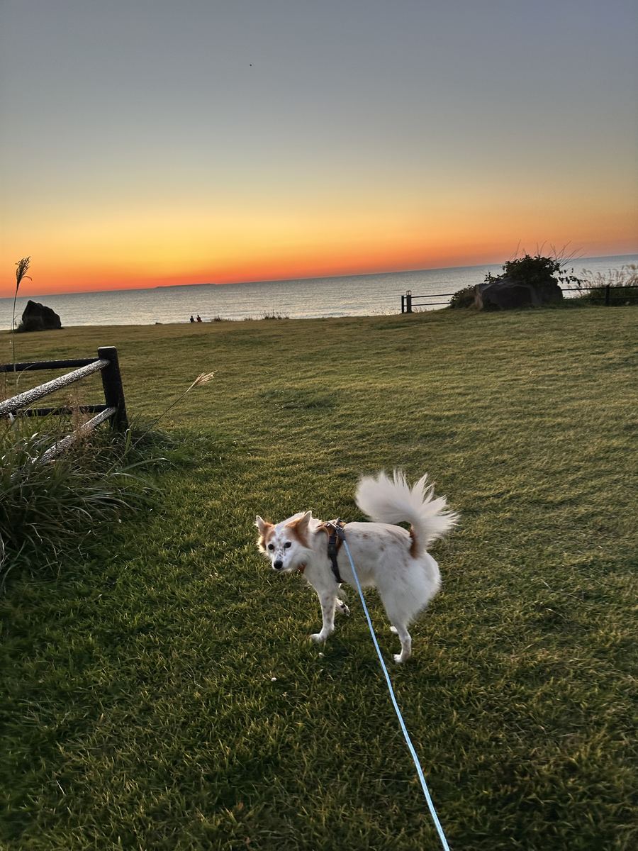 振り返って「はよ行こ」。しっぽに夕焼けがのっとる。