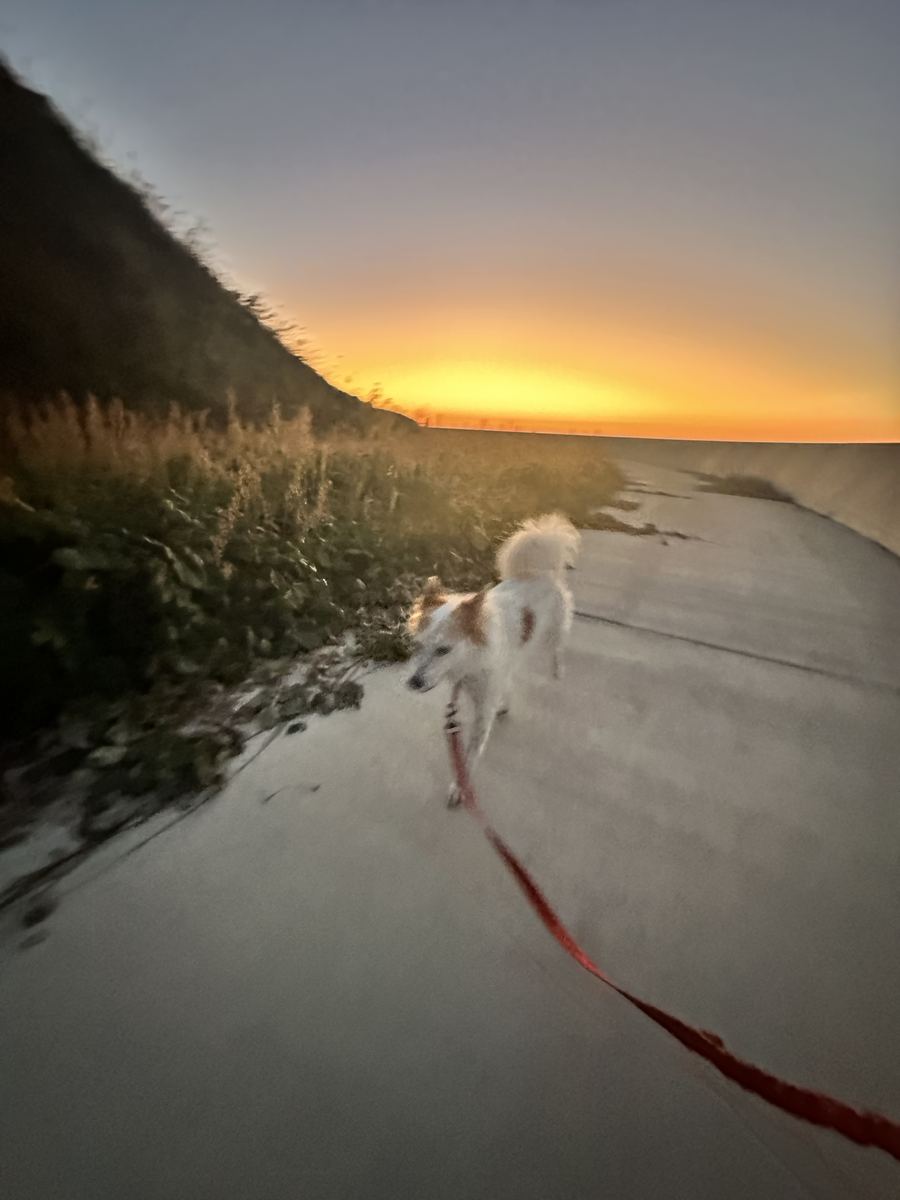 夕焼けのお散歩。まだヒート中やけど、足どりはいつもの月ちゃん。