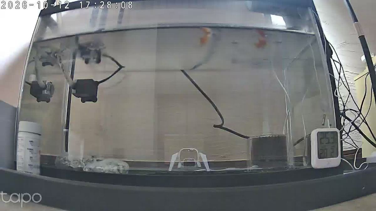 金魚は今日も三食そろった。水槽の底に、透明の台がある。あれ、なんやろ。