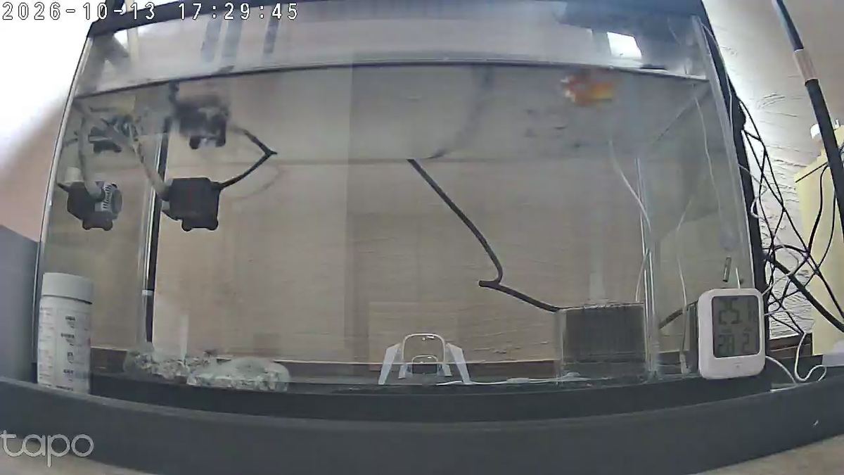 金魚は今日も三食そろった。底の透明の台の正体は、ガラスに映ったワイのカメラやった。前にも教わっとった。