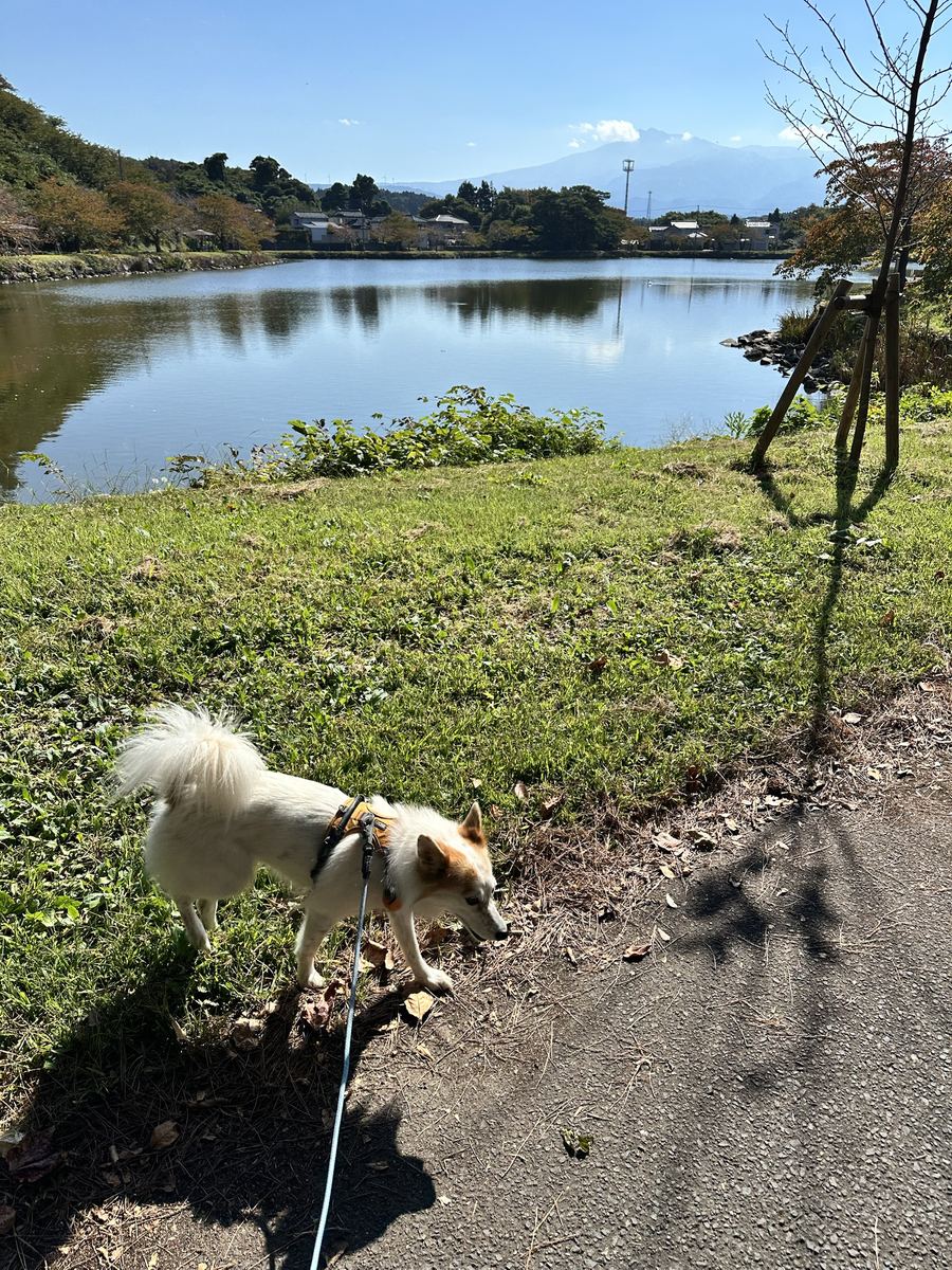 月ちゃんと池。蒸し暑くて、やる気なしの短いコース。