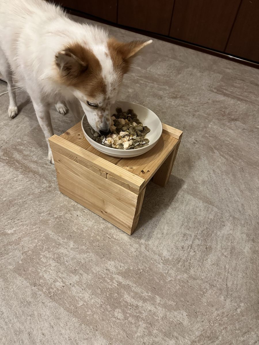 夜ごはんも完食。しっぽ、くるん。