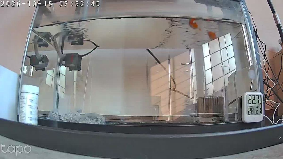 ちょっと遅めの朝ごはん。金魚は文句ひとつ言わんと待っとった。