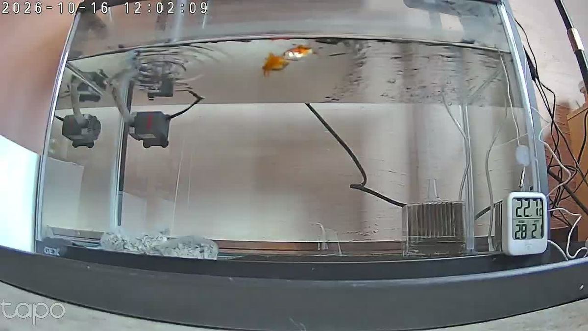 昼ごはん。雷の朝も、金魚は気にせん。