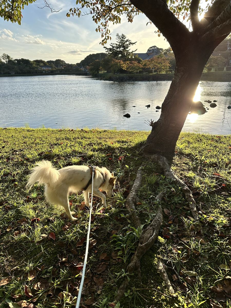 桜の幹のうしろから西日。池がきらきらで、しっぽがふわふわ。四十一分、ずっと歩いた。
