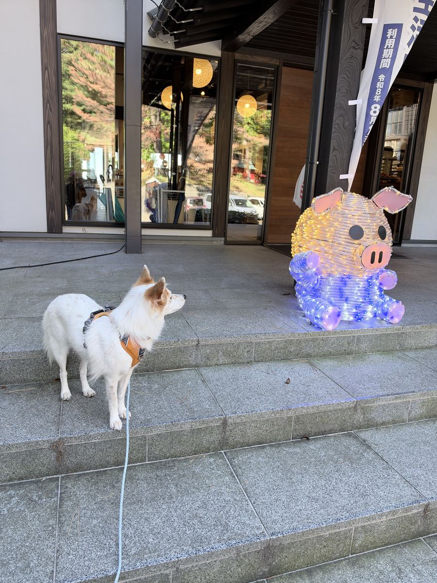 港を見下ろす丘の公園へ。光るブタと、月ちゃんが見つめ合う。