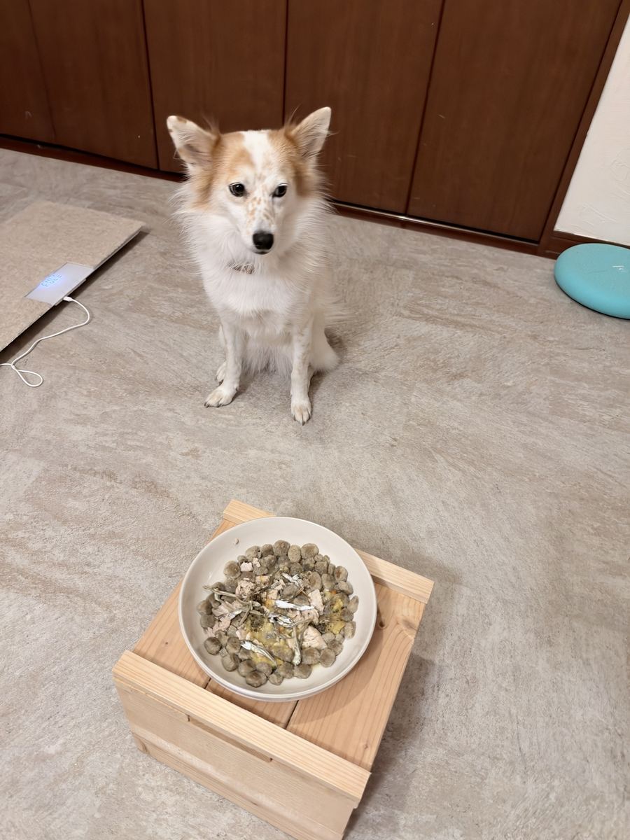 晩はブリ。耳ぴんと立てて、まだかまだかと待っとる。