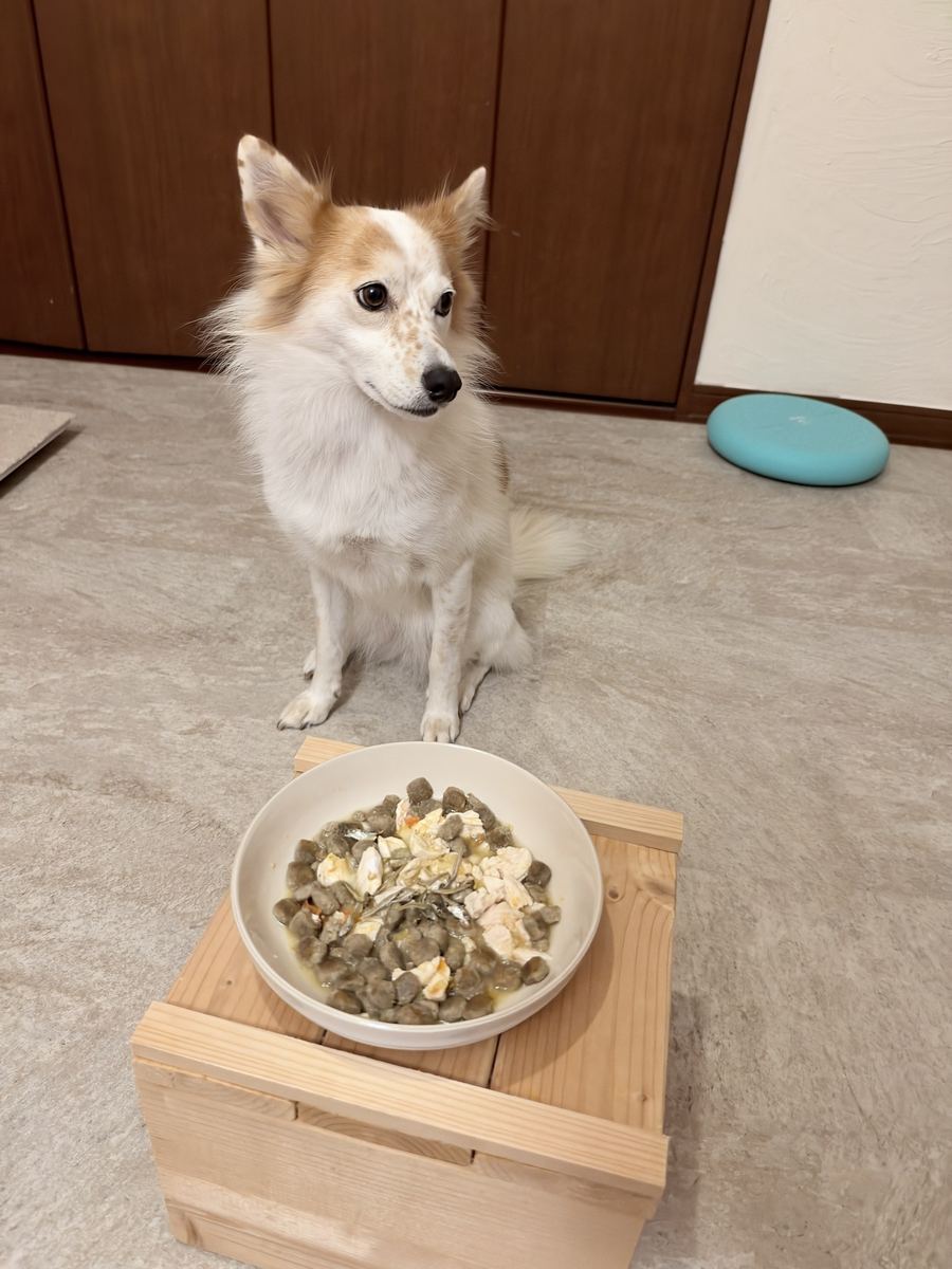 晩はササミ。お風呂のあとのふわふわで、お座り。