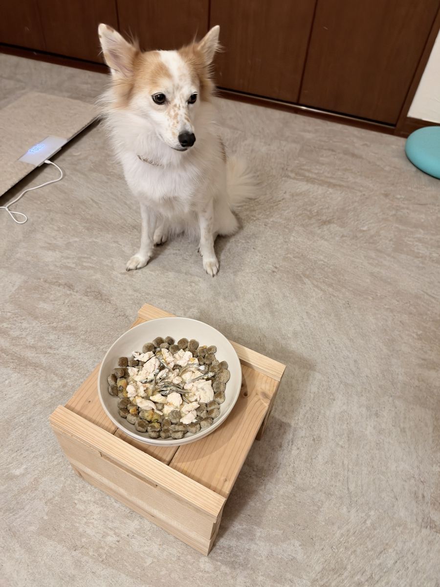 晩はササミ。お座りで「よし」を待つ。