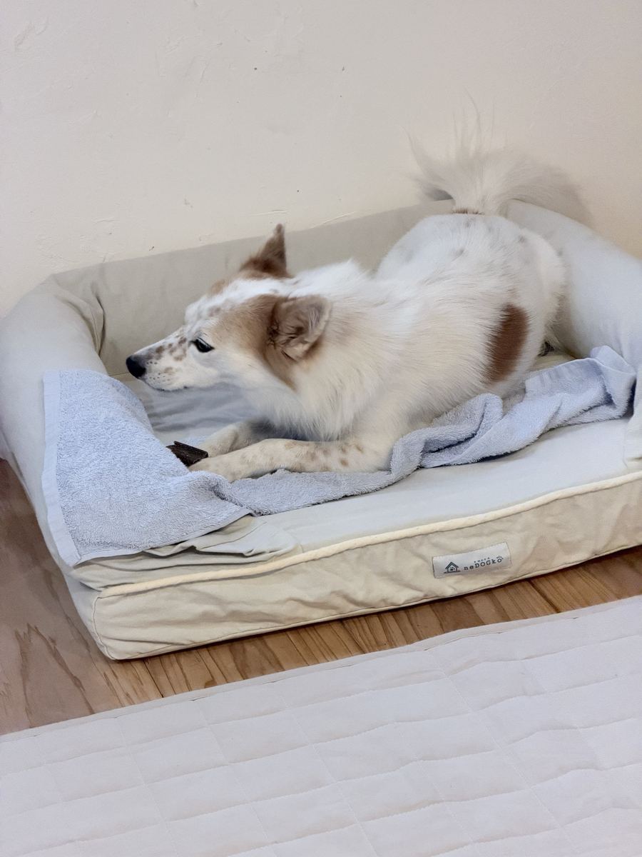 帰ってガム。いきなり狼の顔になる。