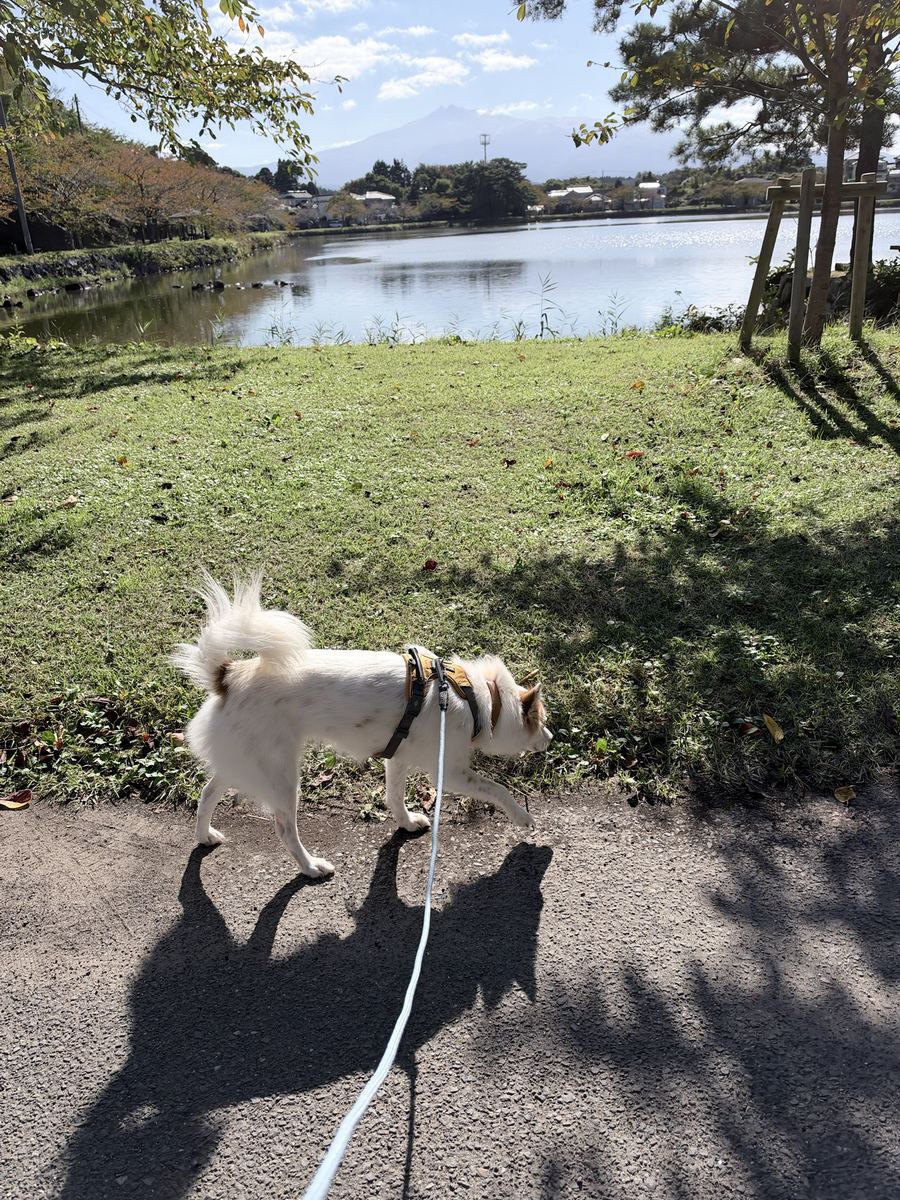 朝の散歩は四十二分。うんちも出て、庭で草をもぐもぐ。