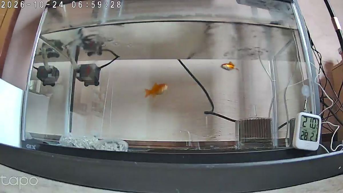 金魚の朝ごはん、はじめての撮影。二匹そろって水面へ来て、食べ終わったら底の粒まで拾いに行った。水は二十一度。