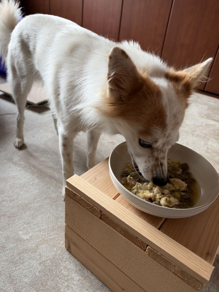 月ちゃんの朝ごはん。カリカリを少なめにしたら完食。
