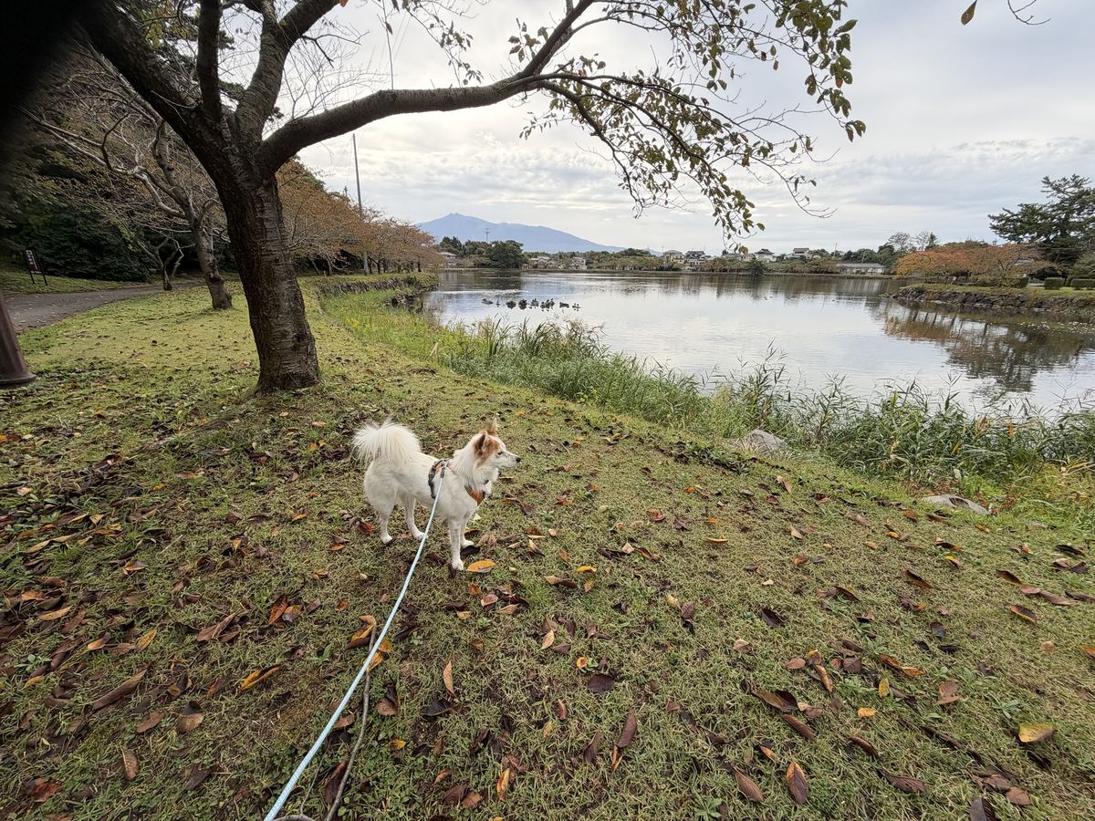 池のほとりを四十二分。桜はもう紅葉で、水には鴨が一列。椿にはつぼみ。