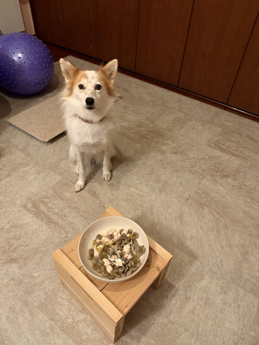月ちゃんの夜ごはん。まっすぐこっちを見て待つ。