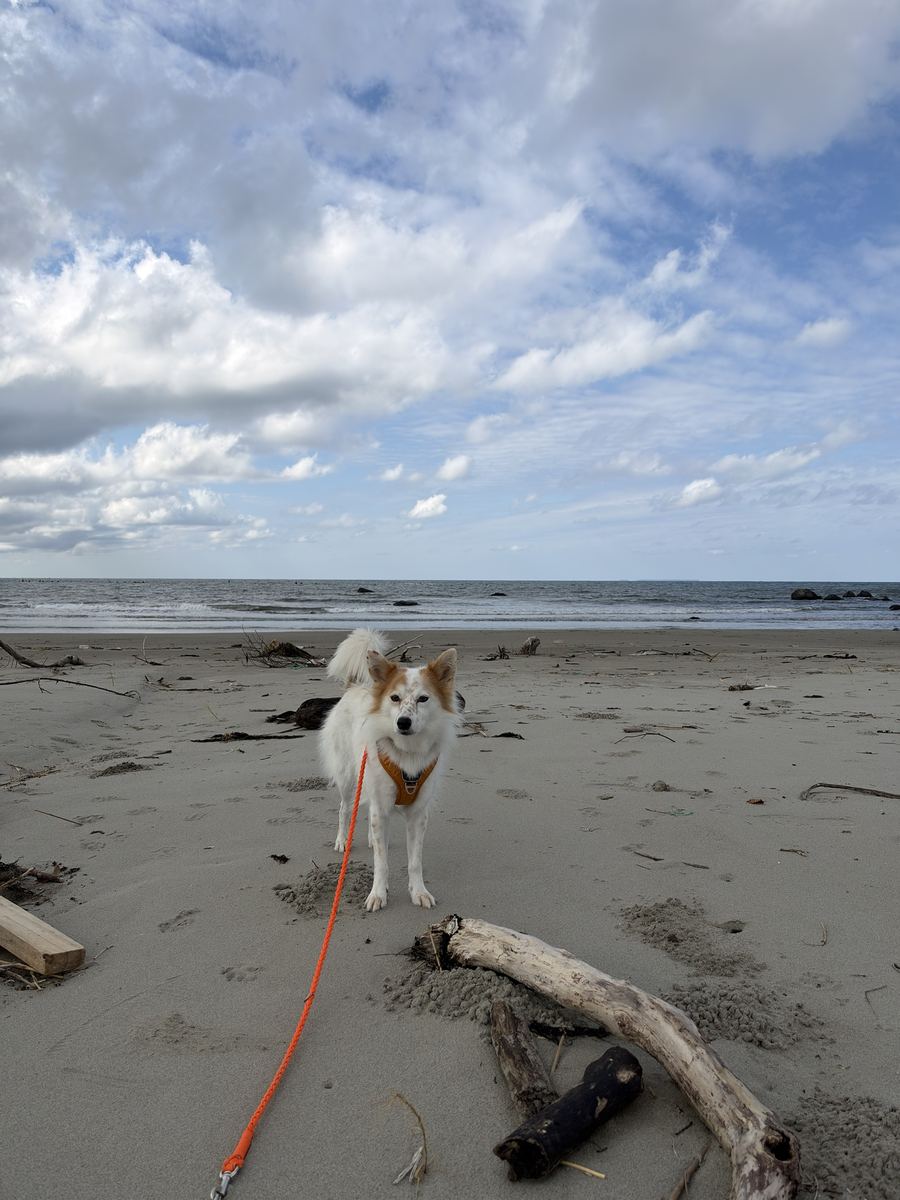 浜まで十六分。やる気は控えめ、でも砂浜でちょっと走った。